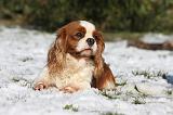 CAVALIER KING CHARLES 544